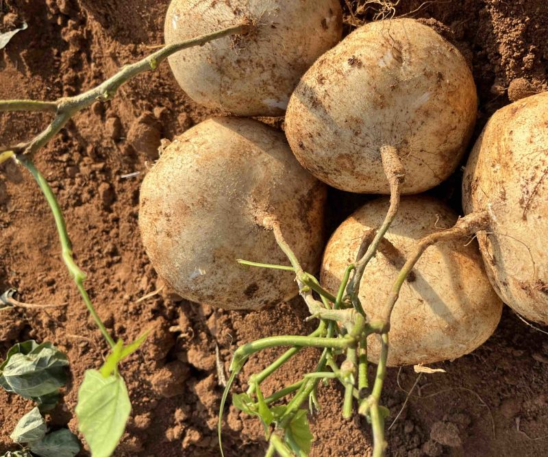 湛江雷州新苗货，产地批发，惊爆价