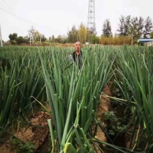 【老店推荐】山东铁杆<font color=red>大葱</font> 供应批发净
