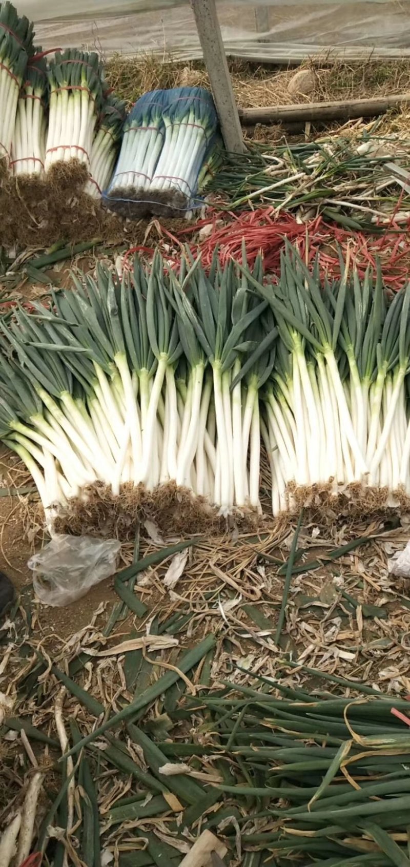 【老店推荐】山东铁杆大葱 供应批发净葱 毛葱按需加工包装