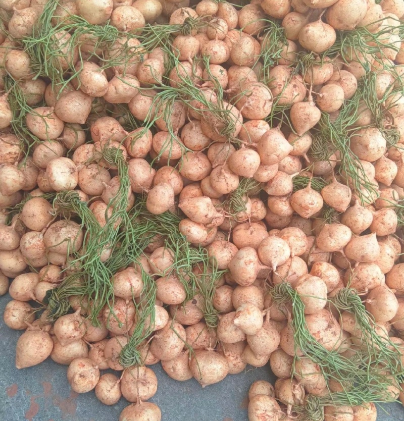 水果凉酥脆甜多汁，家庭农场自己种的