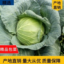 重庆脆包菜  脆圆包菜，产地直销 价格美丽 量大从优