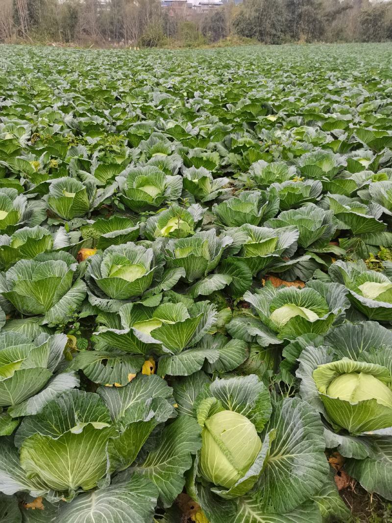 重庆脆包菜  脆圆包菜，产地直销 价格美丽 量大从优