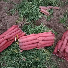 河南红萝卜