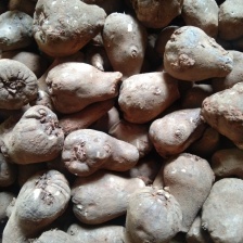 ***魔芋支持拿样量大优惠