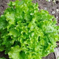 唐山滦南大棚散叶生菜，精品生菜大量上市。质量好价格便宜。