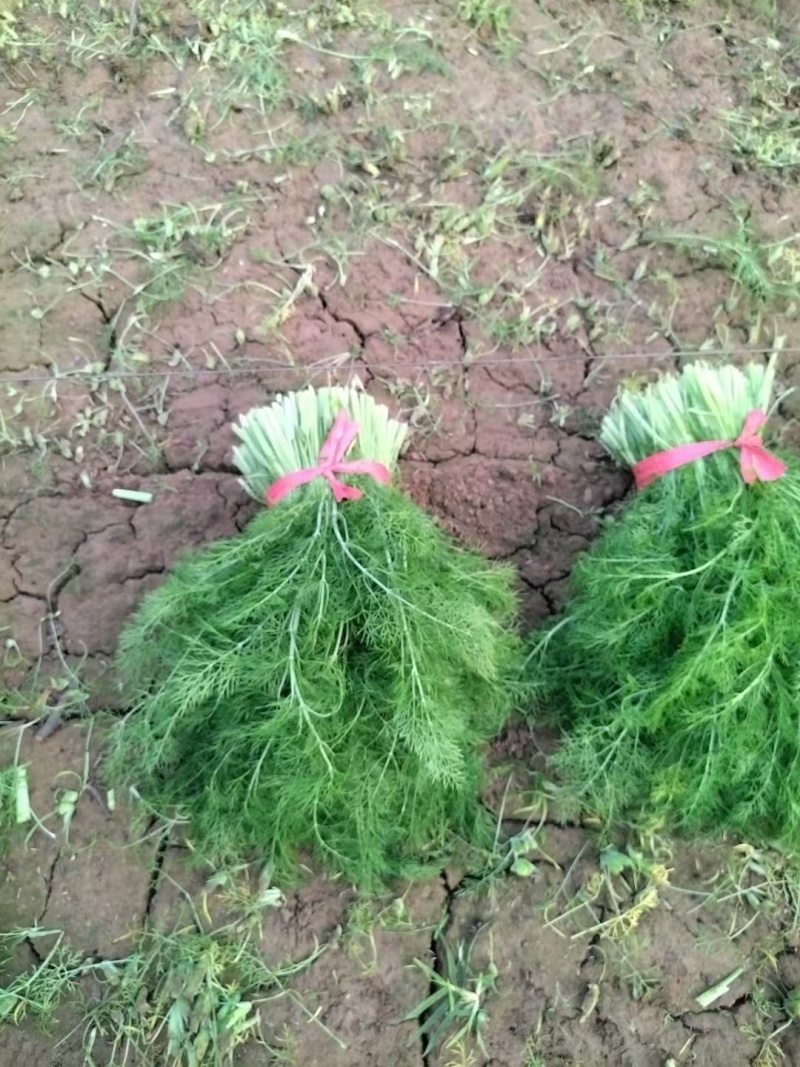 河北茴香苗大量供应，割拔都行有需要的联系我