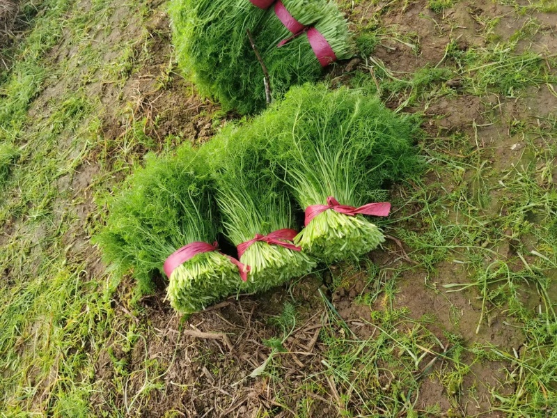 河北茴香苗大量供应，割拔都行有需要的联系我