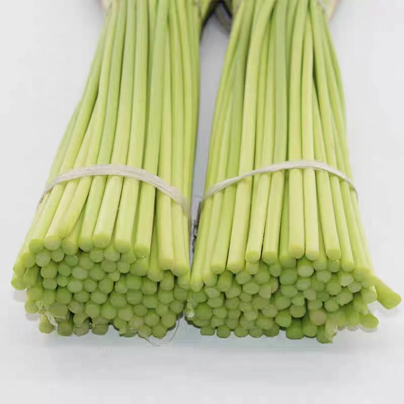 白帽蒜苔已上市一手货源产地视频看货欢迎订购