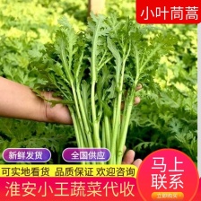 潍坊茼蒿菜潍坊产地批发，地里现割保证新鲜价格便宜