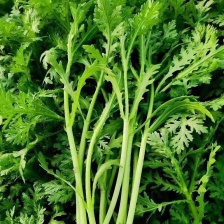 潍坊茼蒿菜潍坊产地批发，地里现割保证新鲜价格便宜