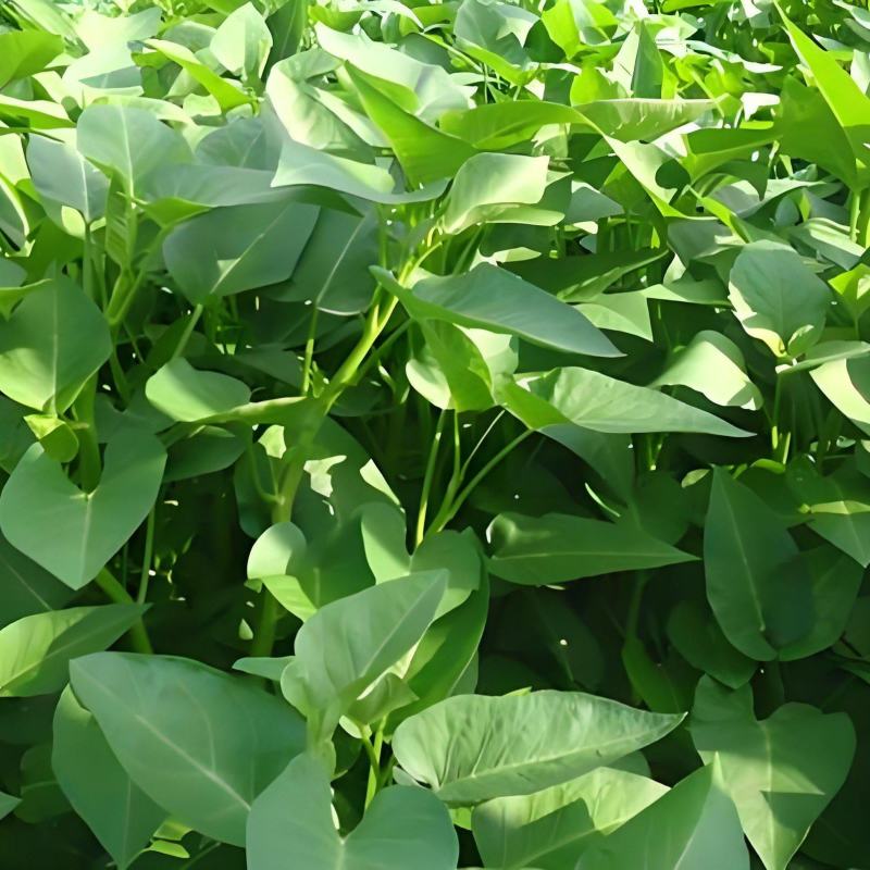 河北精品空心菜产地现货现发质量保证价格优惠对接全国市场