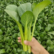 《广东菜心》青菜苔/曹县菜苔/基地直发/供应市场商超