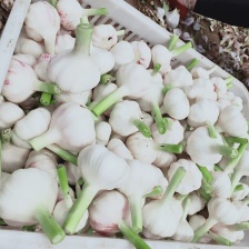 二级手工四六瓣蒜米！