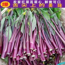 菜心 货源充足 量大从优 可视频看货 欢迎联系