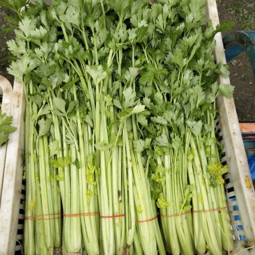 精品<font color=red>芹菜</font>，货源稳定，常年有货，全国直