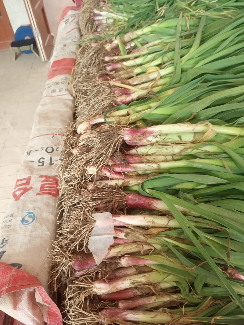 咸阳兴平优质蒜苗，叶宽，杆粗，杆高新鲜，深受商户欢迎
