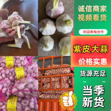 金乡大蒜  承接商超社团 出 口加工代发全国市场 可视频