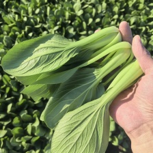 温棚上海青，基地直发各种规格！可做各种包装