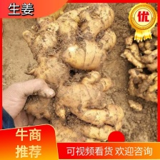 山东大姜产地批发价格优惠，货源充足随