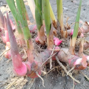 广东正宗红皮南姜 现挖新鲜南姜牛羊肉 火锅卤味去膻提味调料品