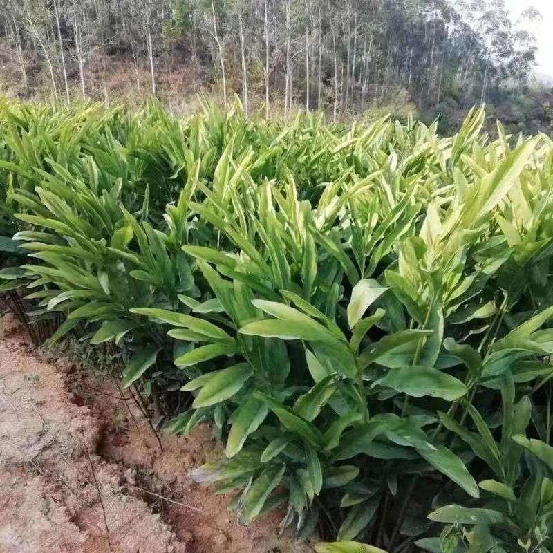 广东正宗红皮南姜 现挖新鲜南姜牛羊肉 火锅卤味去膻提味调料品