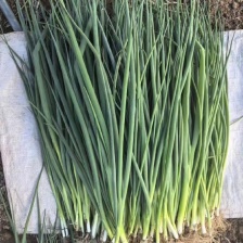 徐闻县基地特靓精品小香葱，诚信经营，全国代发。