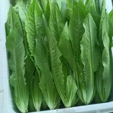 精品油麦菜，大量上市产地直发质量保证，代发全国根干净叶片