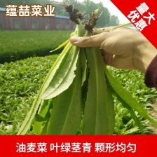 精品油麦菜，大量上市产地直发质量保证，代发全国根干净叶片