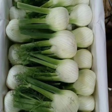 精品本地茴香  支持各自包装  产地直发  质量保证