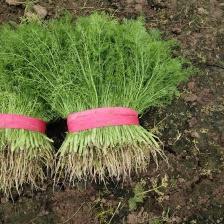 精品本地茴香  支持各自包装  产地直发  质量保证