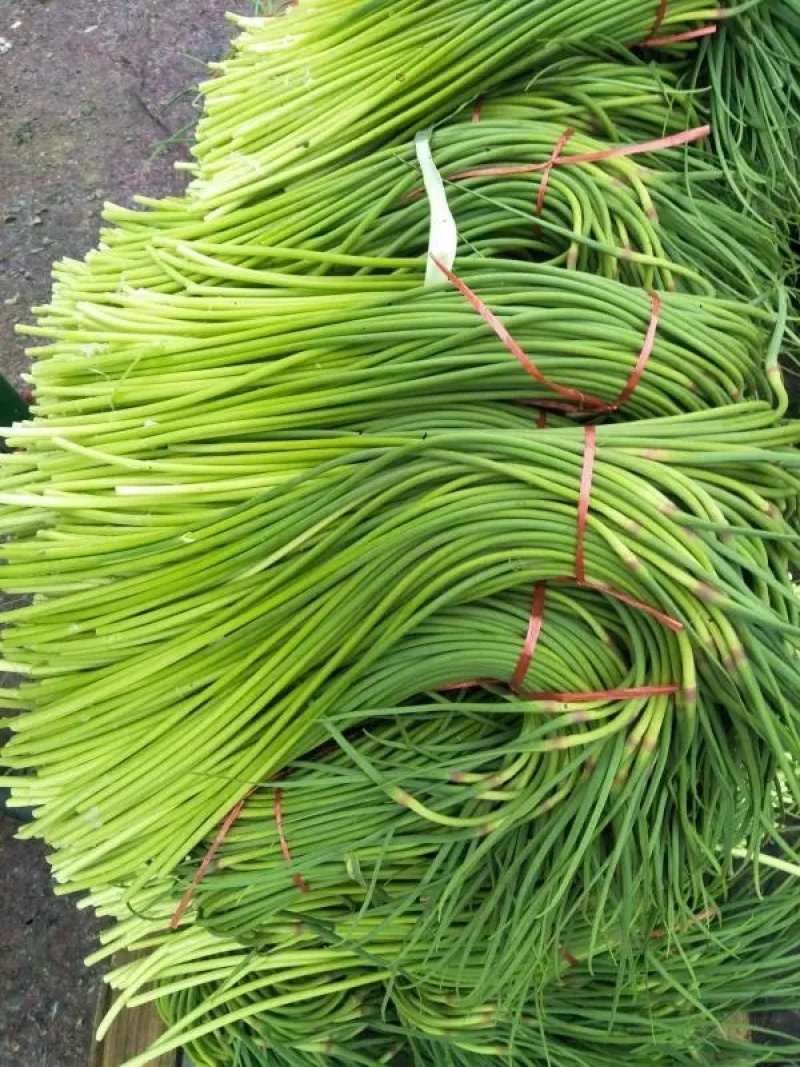 红帽蒜薹 产地直发 货源充足，常年有货，价格便宜