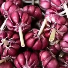 安丘紫皮把子大蒜大量上市中产地一手货源支持物流发货