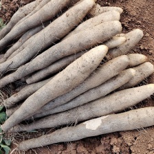 河北新鲜小白嘴白山药软糯当季产地农家种植各种规格可定做