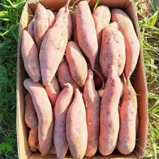 沙地红薯，红薯，口感好，西瓜红，龙九，全年供应，整车直发