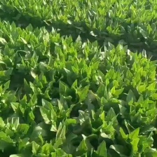 河北油麦菜 质量保证   产地直销 量大从优  欢迎电话联系