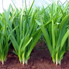 电商韭菜大卖，天天大量有货