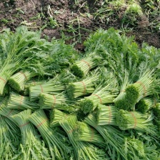 茼蒿，江苏南通小叶茼蒿基地，可实地考察，专业代办代收代发