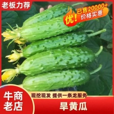 山东聊城黄瓜，供应链，电商发货地，产地一手货源