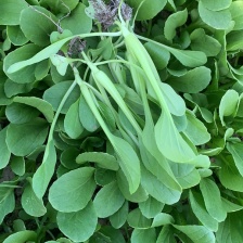 优美叶芨菜鸡毛菜（块菜速冻）蒸着吃包饺子味道美极了！