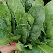 精品菠菜，箱货，电商货产地直供。