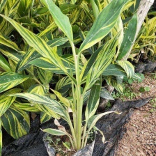 南姜      野生山姜         新鲜