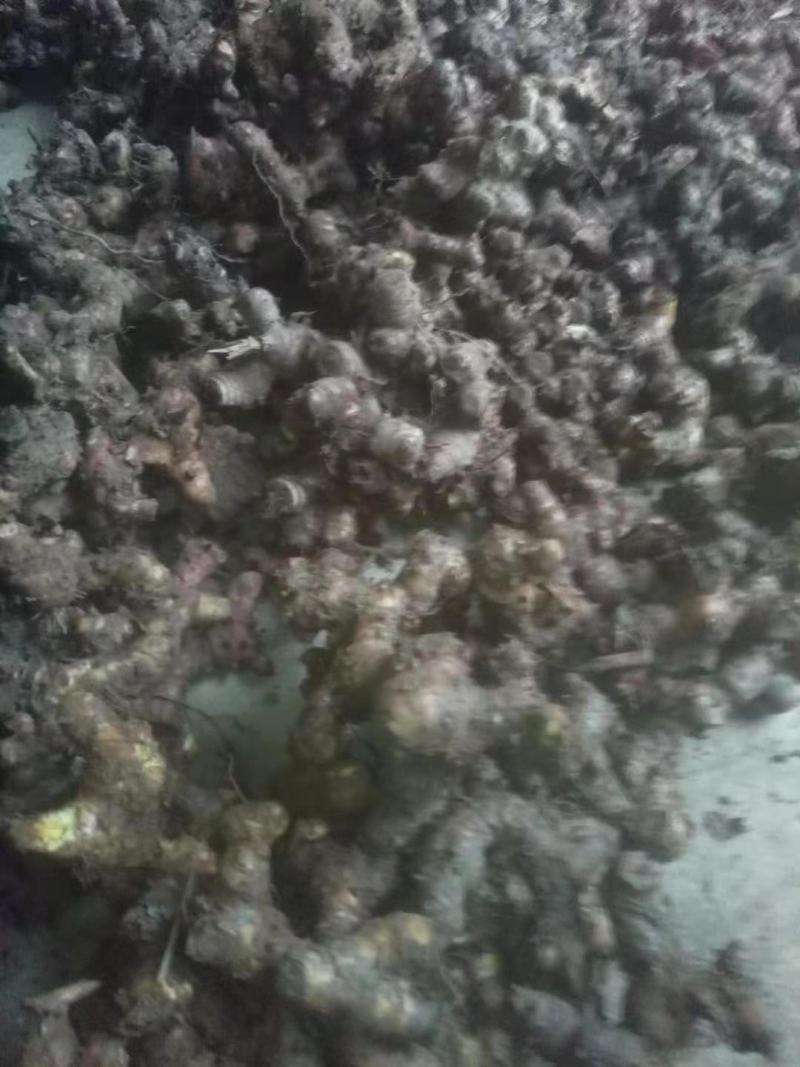 南姜      野生山姜         新鲜