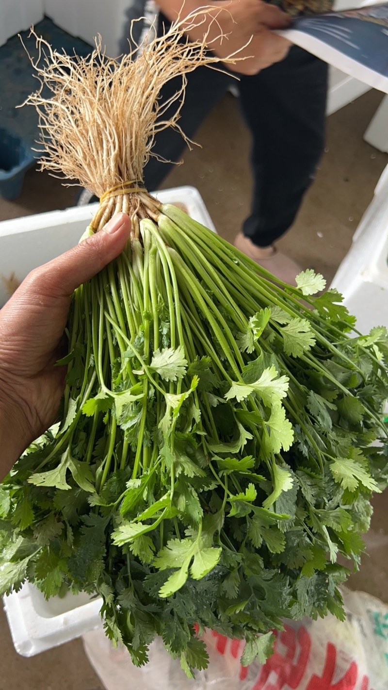 云南直销水洗<font color=red>香菜</font>泡沫箱常年发贵阳湖南