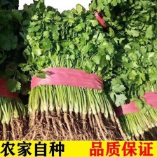 云南直销水洗香菜泡沫箱常年发贵阳湖南等欢迎合作对接