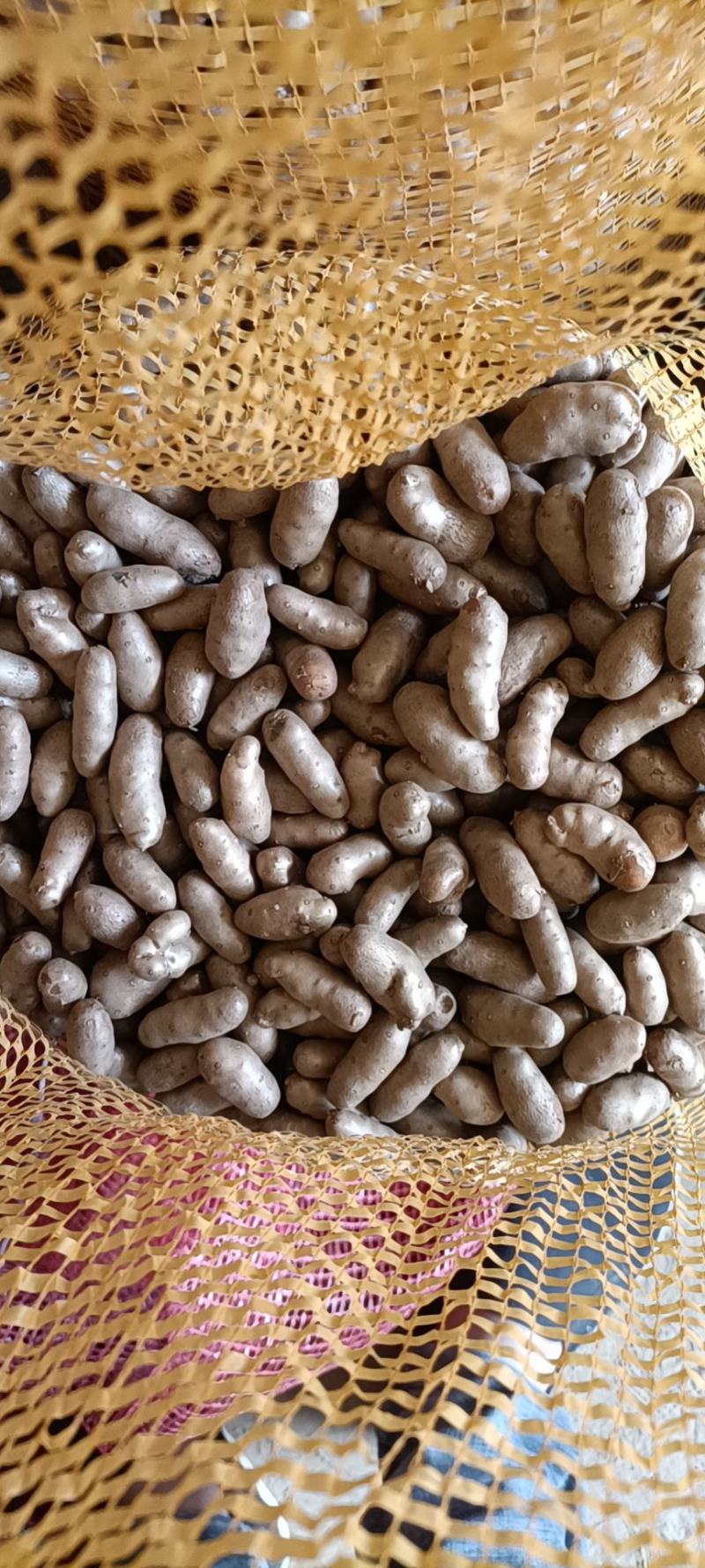 山药豆，小白嘴山药豆糖葫芦专用豆，大量有货，有需要联系