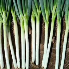 山东精品<font color=red>大葱</font>上市 品质保证 对接全国
