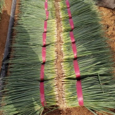 河北香葱/小葱/新品上市/全国发货/欢迎咨询