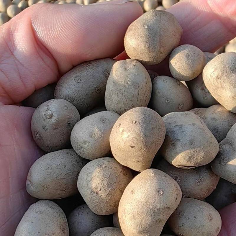 白玉，牛腿，农大等山药豆，育苗，商品豆应有尽有