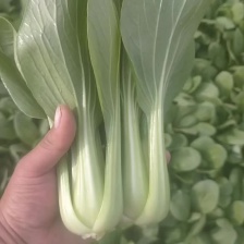 油菜 上海青 唐菜，山东曹县蔬菜原产地直  一手货源