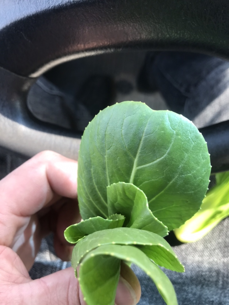 油菜 上海青 唐菜，山东曹县蔬菜原产地直  一手货源